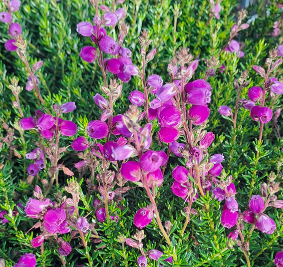 Irländsk klockljung, Lila 11cm kruka