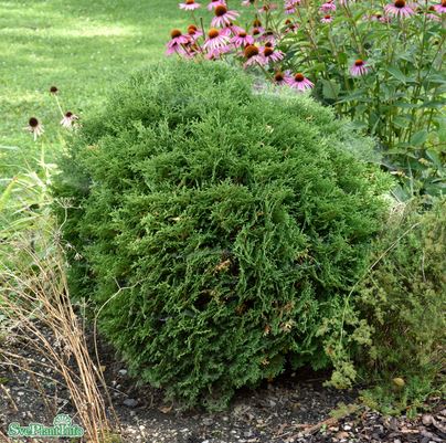 Tuja 'Tiny Tim' 25-30 co