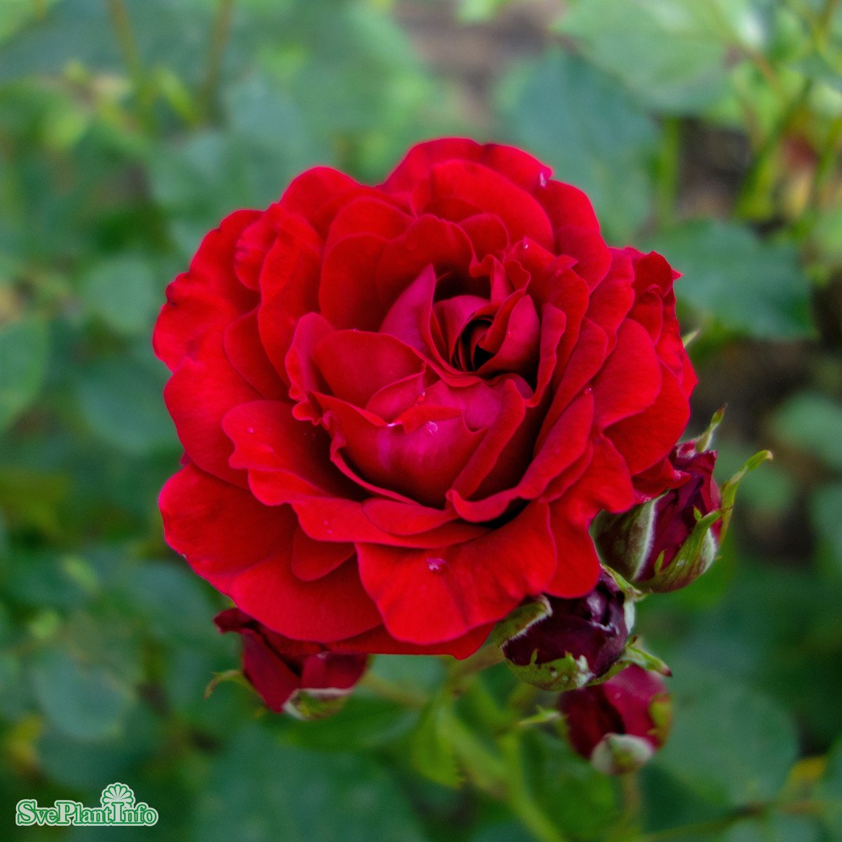 Floribundaros 'Nina Weibull' 10-pack barrotad