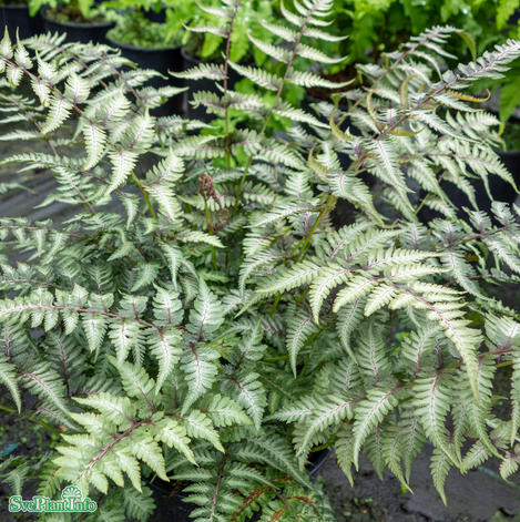 Regnbågsbräken 'Pictum' 11cm kruka