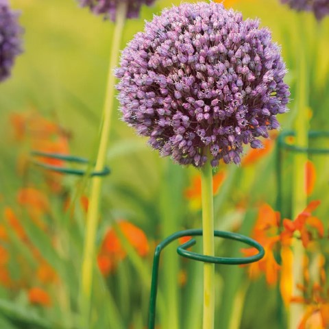 Växtstöd 'Single Stem' 60cm - 3st