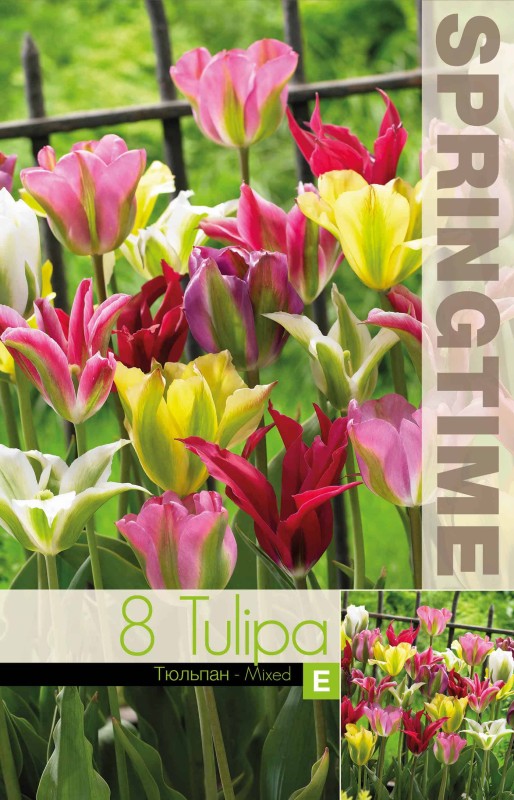 Grönbandad tulpan Mix 8st