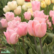 Enkel Tidig Tulpan 'Apricot Beauty' 5st
