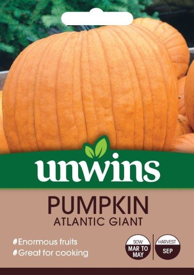 Pumpa 'Atlantic Giant'