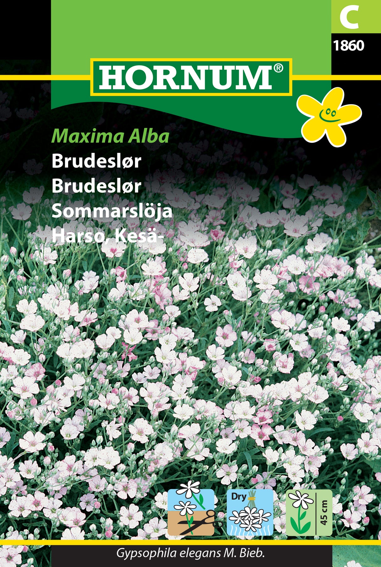 Sommarslöja 'Maxima Alba' frö