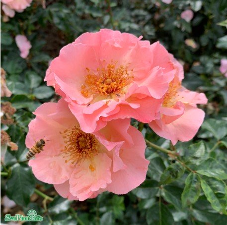 Modern Buskros 'Rosenresli' 5-pack barrot