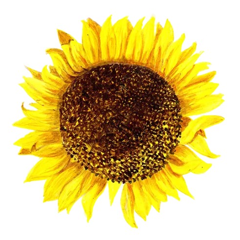 Solros 'Giganteus' Svenskodlat frö