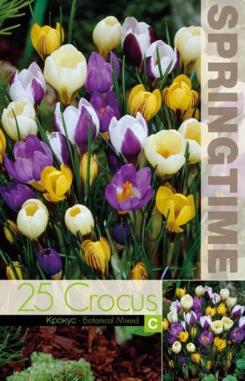 Krokus 'Botanisk Mix' 25st