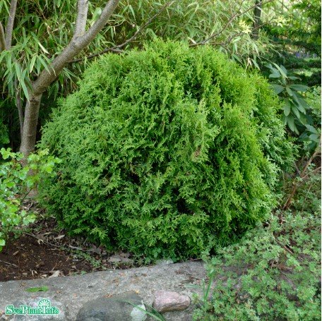 Tuja 'Danica' 20-25 co