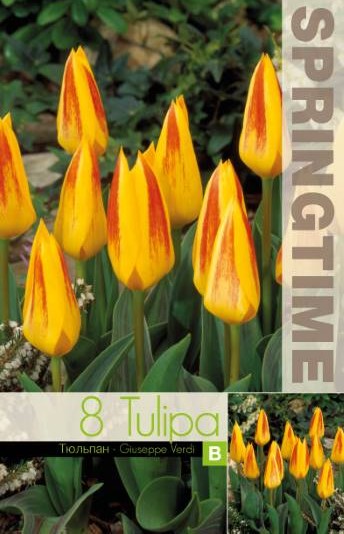Näckrostulpan 'Giuseppe Verdi' 8st