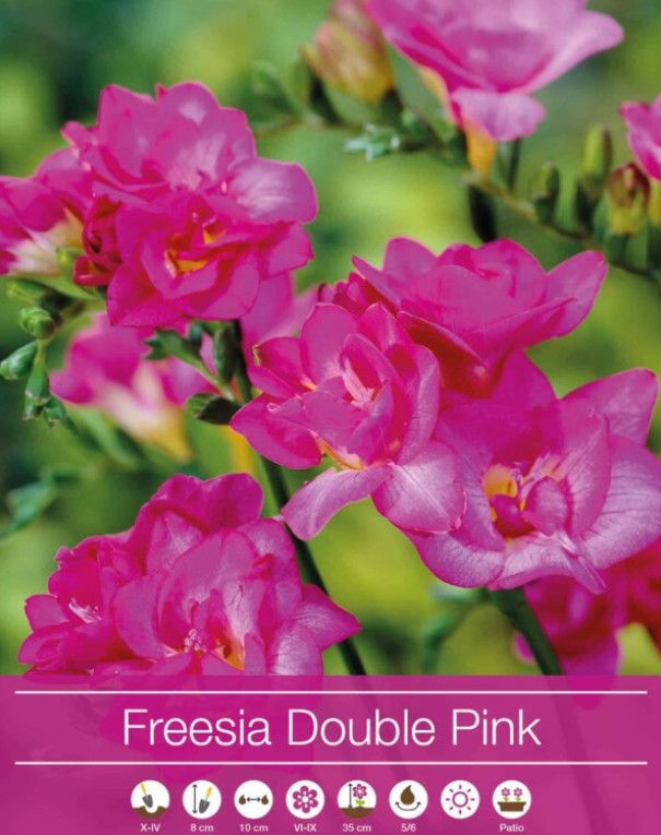 Freesia 'Double Pink' 5st