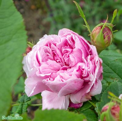 Portlandros 'Jacques Cartier' 5-pack barrot