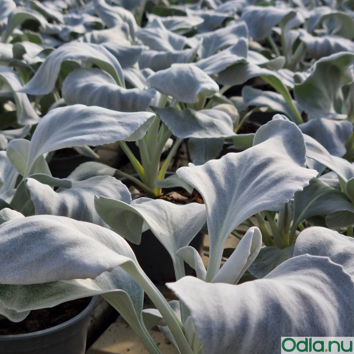 Silverstånds 'Angel Wings' 12cm kruka