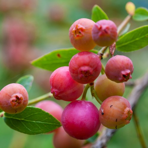 Rosa blåbär 'Pink Lemonade' co 1-pack