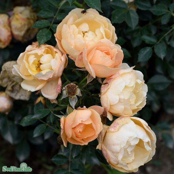 Modern buskros 'Amber Cover' 1-pack barrot