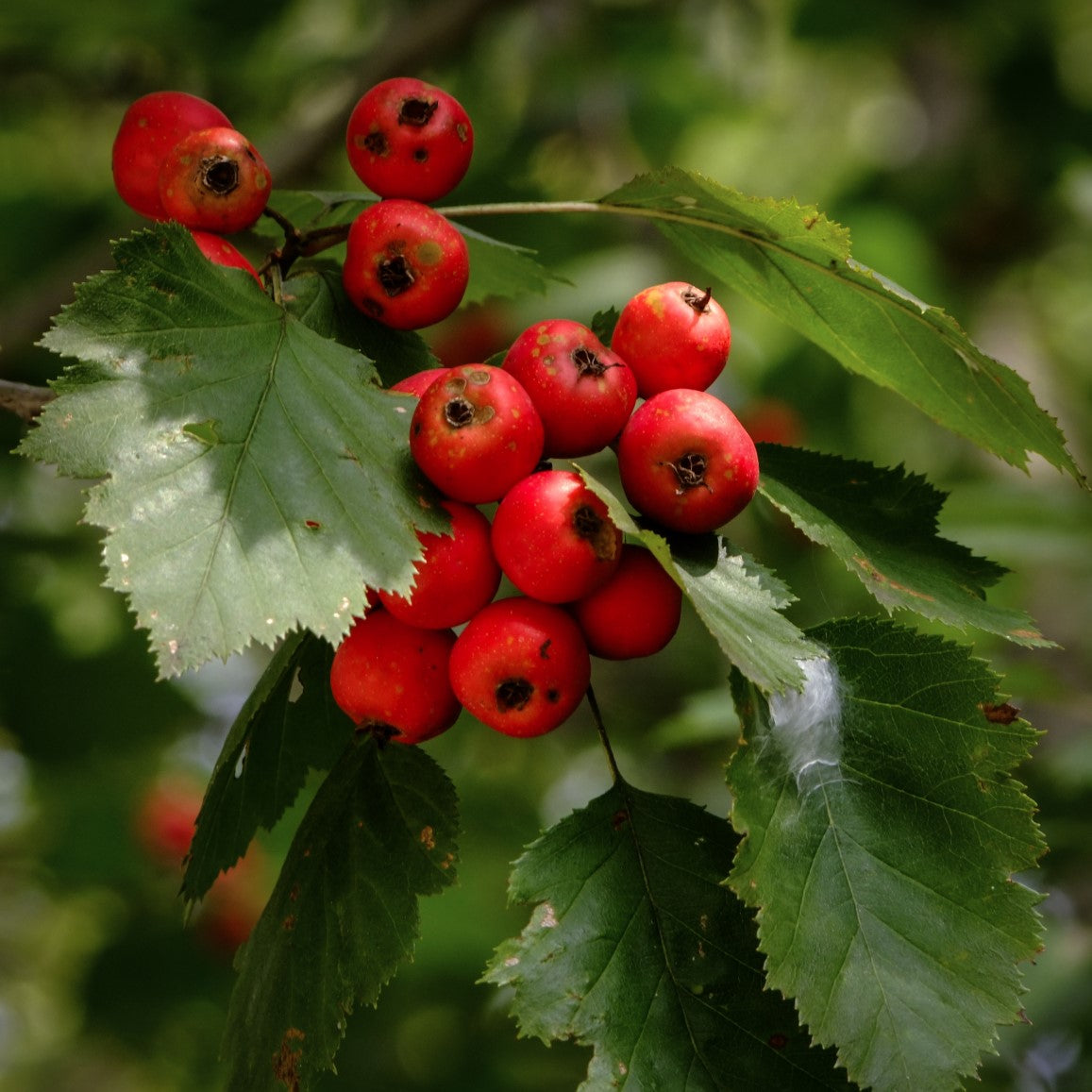Scharlakanshagtorn 10-p barrotad 40-60cm