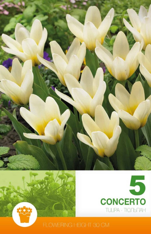 Kejsartulpan 'Concerto' 5st