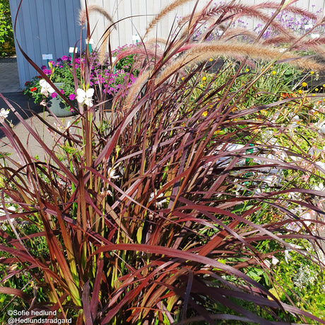 FjÀderborstgrÀs 'Rubrum' 13cm kruka