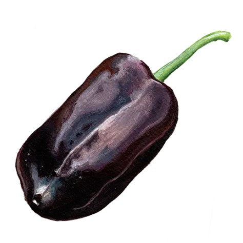 Paprika 'Sweet Chocolate' Svenskodlat frö