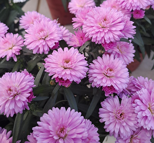 Höstaster 'Starletta Pink' 10,5cm kruka