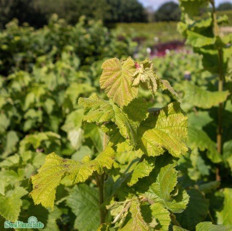 Hassel 'Cosford' 3-pack i kruka