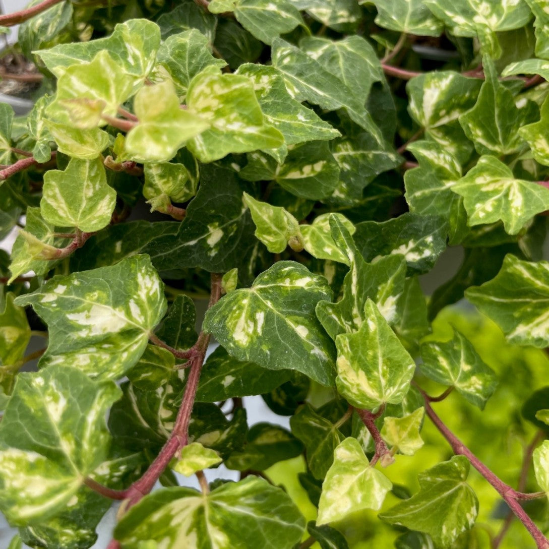 Murgröna 'Golden Ingot' 12cm kruka