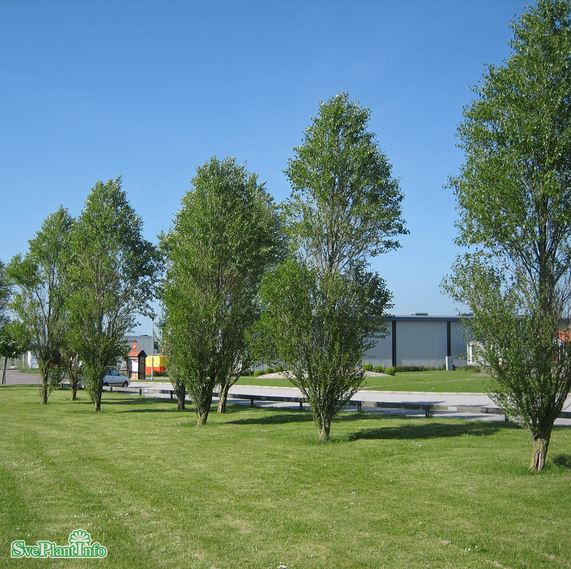 Häckpoppel 10-p barrotad 60-100cm