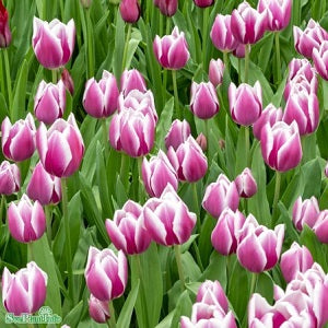 Triumphtulpan 'Synaeda Blue' 5st