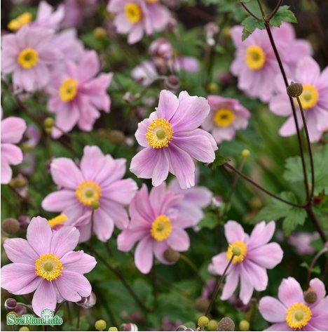 Höstanemon 'Serenade' 11cm kruka