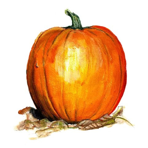 Vintersquash 'Ghost Rider' Svenskodlat frö