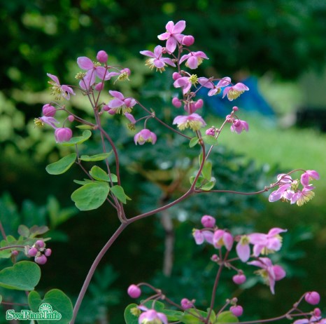 Skuggviolruta 11cm kruka