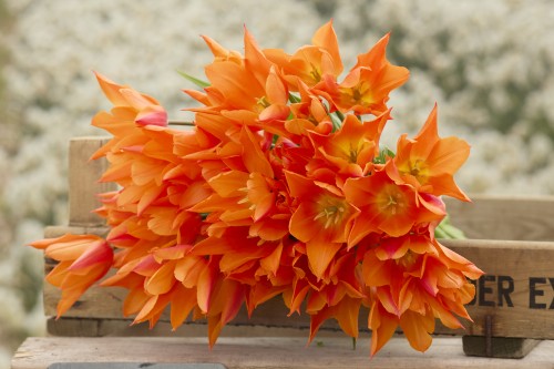 Liljetulpan 'Ballerina' 8st