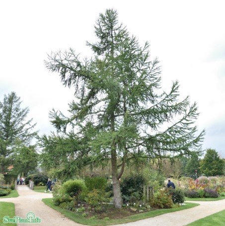 Japansk lärk 100-pack barrotad 40-60cm