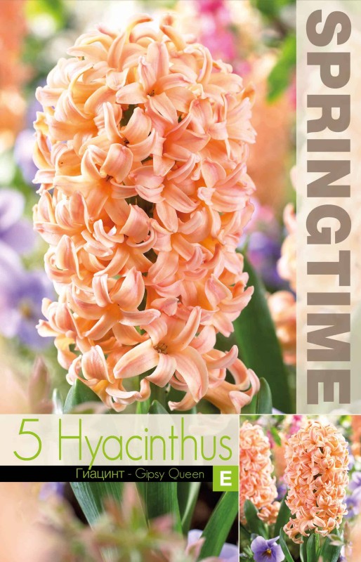 Hyacint 'Gipsy Queen' 5st