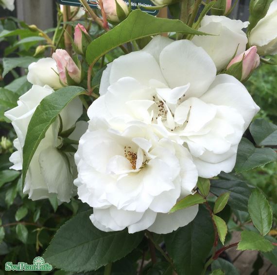 Floribundaros 'Iceberg Climbing ' 1-pack barrot