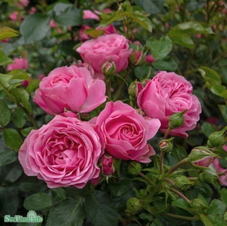 Floribundaros 'Leonardo da Vinci' 10-pack barrotad