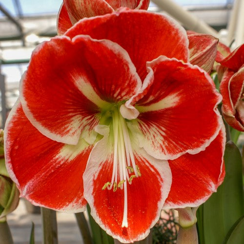 Amaryllis 'Samba' 1st