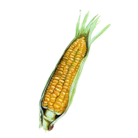 Sockermajs 'Ashworth' Svenskodlat frö