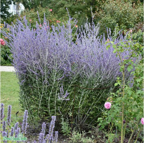 Perovskia 'Blue Spire' 11cm kruka