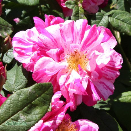 Polkagrisros 'Rosa Mundi' 10-pack barrot