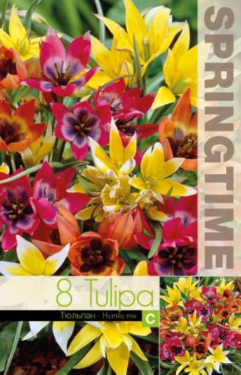 Vildtulpaner Mix 8st