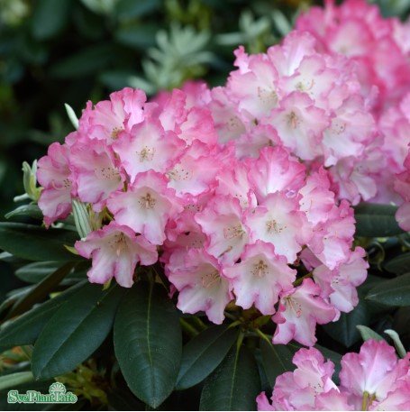 Rhododendron 'Fantastica' co 20-25cm 1-pack