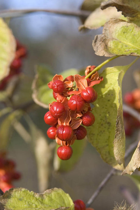 Amerikansk träddödare Celastrus scandens ’Autumn Revolution’ – självfertil klätterväxt med orangeröda bär och guldgul höstfärg, perfekt för pergola och plank.