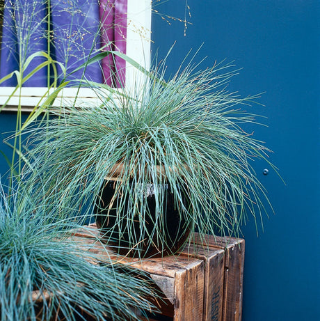 Prydnadsgräs blåsvingel (Festuca glauca) – lågväxande, tuvbildande gräs för soliga stenpartier och perennrabatter i moderna trädgårdar; ger struktur, rörelse och vackert ljusspel, lättodlat och hållbart.