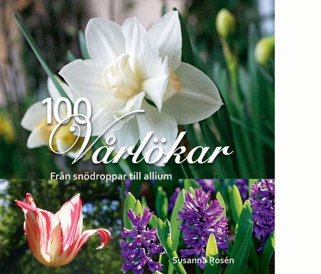 Boken 100 vårlökar: från snödroppar till allium av Susanna Rosén – guide till lökväxter för alla trädgårdar med plantering, blomningstid, skötsel och förvildning; odla tulpaner, rysk blåstjärna m.fl. i rabatt, gräsmatta, under träd och i kruka.