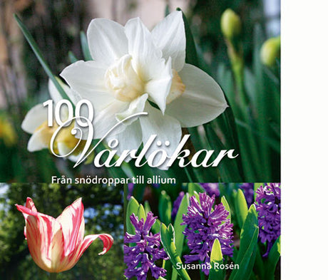 Boken 100 vårlökar: från snödroppar till allium av Susanna Rosén – guide till lökväxter för alla trädgårdar med plantering, blomningstid, skötsel och förvildning; odla tulpaner, rysk blåstjärna m.fl. i rabatt, gräsmatta, under träd och i kruka.