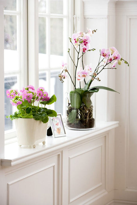 Begonia och dracena på fönsterbrädan – krukväxter som speglar personlighet och fönsterromantik, perfekt för öst- och västfönster i inredning.
