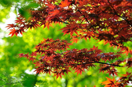 Japansk lönn (Acer palmatum) i japansk trädgård – dvärglönn i Dissectum-gruppen med finflikigt rödorange höstbladverk, planterad i väldränerad mullrik jord intill sten; trivs i halvskugga, zon 3–4 och i kruka.