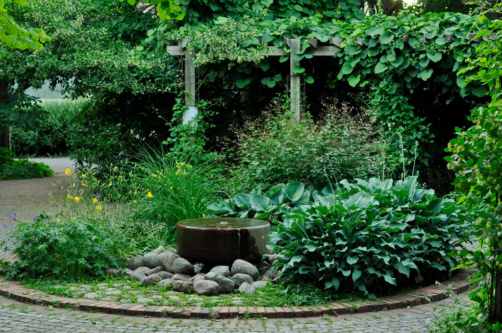 Funkia (Hosta) i halvskugga och skugga vid sten och damm – frodiga, blåaktiga blad i fuktig jord. Woodlandplantering med iris och ormbunkar, snigelsäkra sorter.