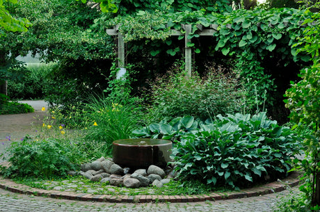 Funkia (Hosta) i halvskugga och skugga vid sten och damm – frodiga, blåaktiga blad i fuktig jord. Woodlandplantering med iris och ormbunkar, snigelsäkra sorter.